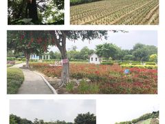 -广东花都香草世界旅游度假区