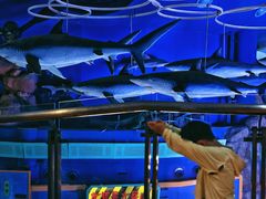 -烟台海昌鲸鲨海洋公园