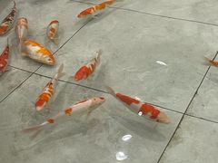 -首创奥特莱斯(北京店)