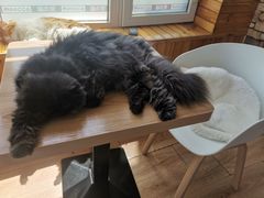 -猫的茶·猫咖
