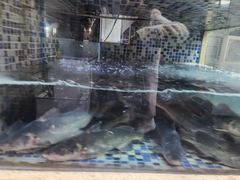 -胖大姐黄辣丁鱼庄(新津店)