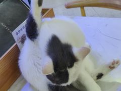 -喵园·猫主题咖啡厅·撸猫·猫咖(国贸店)