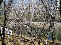-桃花堤公园