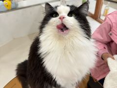 -共舞时光猫咖·狗咖(新街口店)