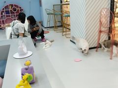 -糯米喵星人·撸猫猫舍咖啡馆(西市场嘉华店)