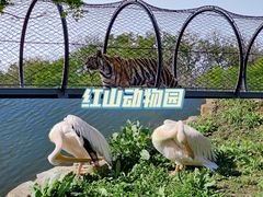 -红山森林动物园