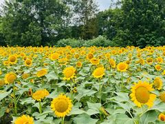 -中国天府农业博览园