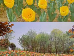 -郑州中国绿化博览园