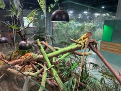 -上海大自然野生昆虫馆(东方明珠·爬宠昆虫探索中心)