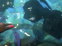 -瑞普利水族馆