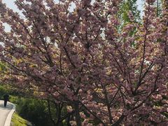 -太子山公园(园东路)