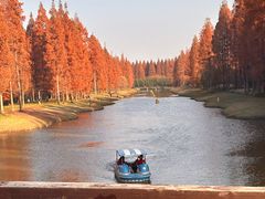 -黄海国家森林公园