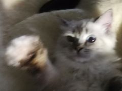 -Bastet sally猫舍购宠(静安店)
