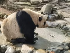 -都江堰中华大熊猫苑