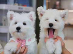 -翊宠yipet猫狗购宠庄园