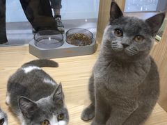 -屋虎猫馆(宝安大仟里店)