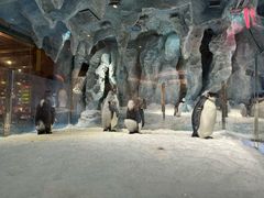 -帝企鹅自助餐厅•儿童岛•真企鹅(长隆企鹅酒店)