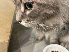 -楼上猫咖(罗湖店)