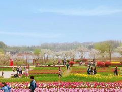 -杭州湾海上花田景区