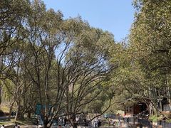 -东明山森林公园