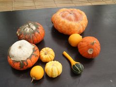 景点-观光南瓜园