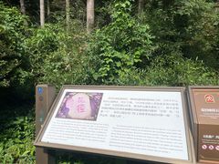 -庐山风景区花径公园