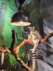 -Zoolung Zoolung动物主题公园(海信广场店)