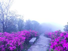 -梧桐山风景名胜区