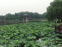 -荷塘月色湿地公园·向阳花洲