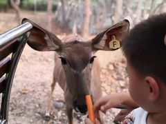 -清迈夜间动物园