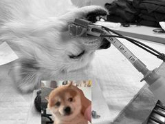 -佳雯宠物医院(四明中路分院)