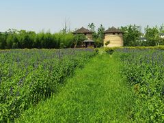 -杭州湾海上花田景区