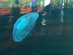 -石家庄海洋公园