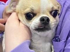 -菲尔斯特宠物医院