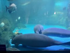 -烟台海昌鲸鲨海洋公园