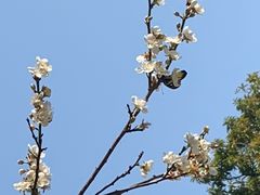 -荔枝公园(福田区)