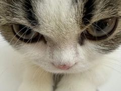 -momokira米努特·德文卷毛猫·棉花面纱犬
