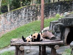 -都江堰中华大熊猫苑