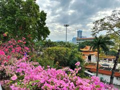 -深圳仙湖植物园