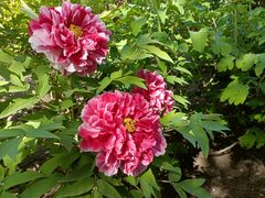 -莲花池公园