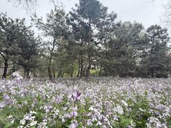 -东升八家郊野公园