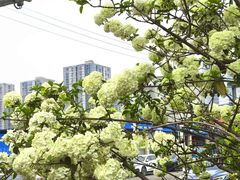 -大龙山(地铁站)