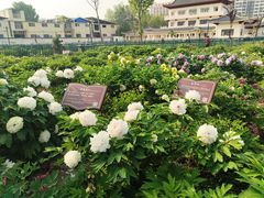 -曹州百花园