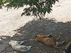 -大连森林动物园