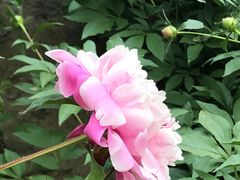 -仁和公园(顺义区)