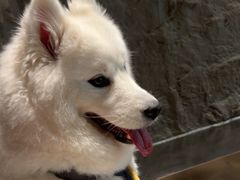 -J Create城市露营咖啡·简餐·宠物(上海动物园店)