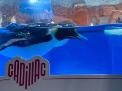 -海合安成都极地海洋公园