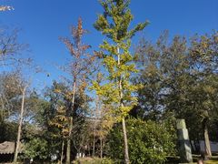 -上海佘山国家森林公园天马山园