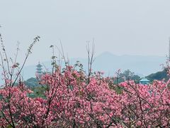 -风云岭森林公园