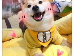 -逗柴咖啡屋·狗咖猫咖宠物桌游